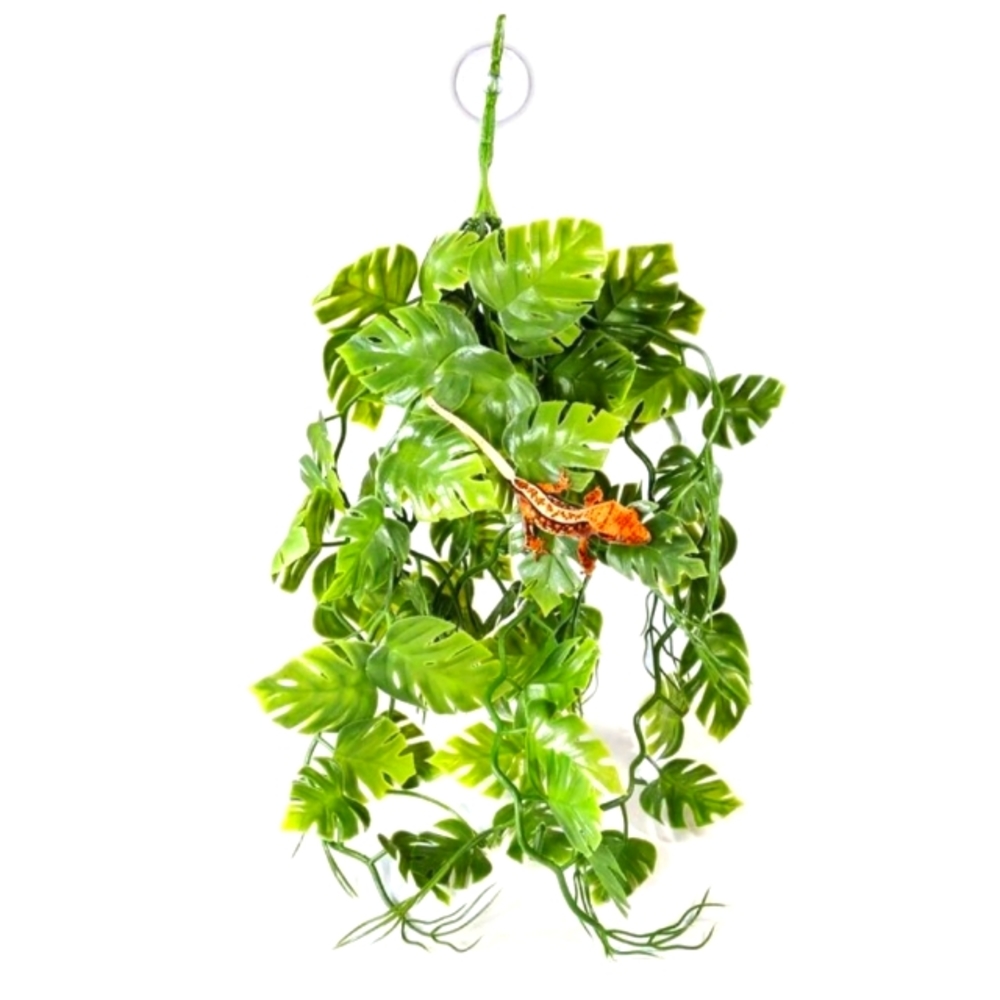 Nwt Pangea hanging vines monstera plants